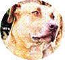 RUFF-RUFF