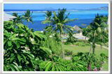 Palms on the Grounds of Colony Cove