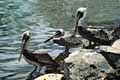 Brown Pelicans by Bob Coates