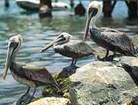 Photo of Brown Pelicans 