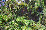 Rainforest